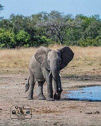Young elephant bull displaying a mock charge.
