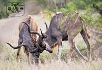 Meeting up with rival kudu bulls...
