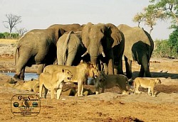 During our hot season all animals came thirsty by the water hole