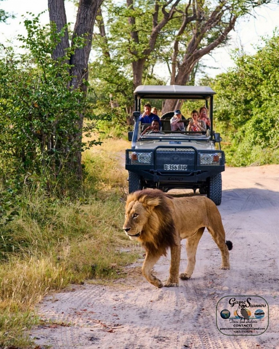 Was a fascitinating sighting of a big male lion walking across