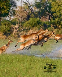 Spill and splash red lechwe