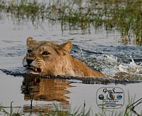 Swamp lions....