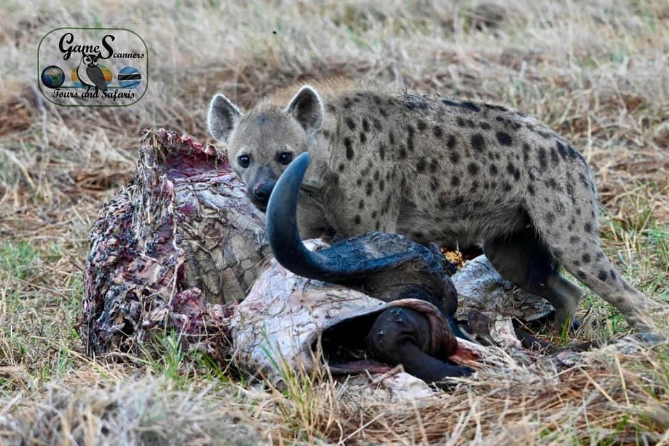 Heavy dinner for this spotted hyena...