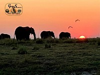 Sunrise with the Chobe riverfront wildlife