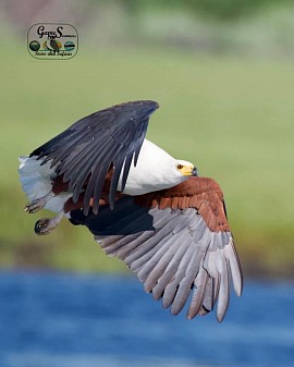 African fish eagle taking off along the Chobe river