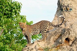 Leopard on upview posture.