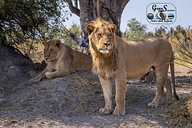 Game drive on sunset, Khutse game reserve...