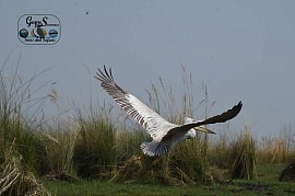 In the heart of the delta....