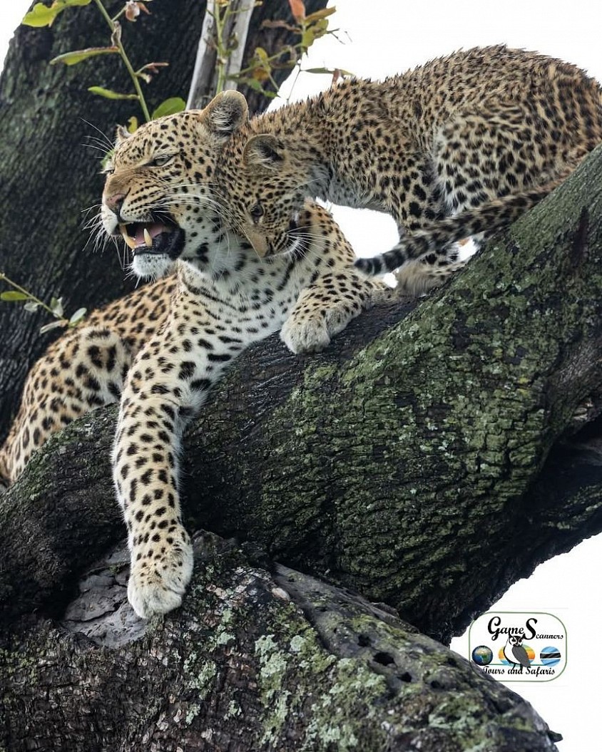 Calm young male leopard basking the morning rises