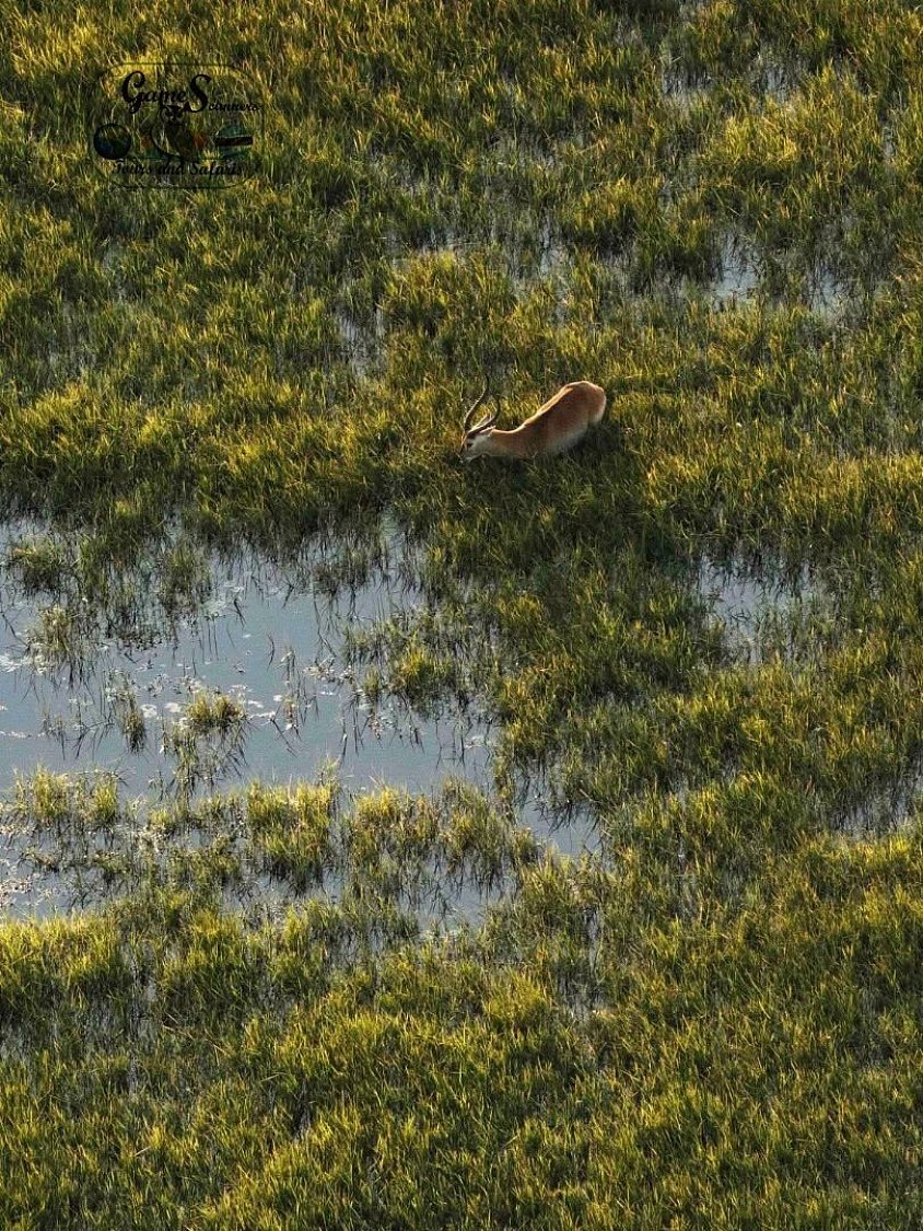 On scenic flight a red lechwe was spotted in the belly heart of the Okavango Delta