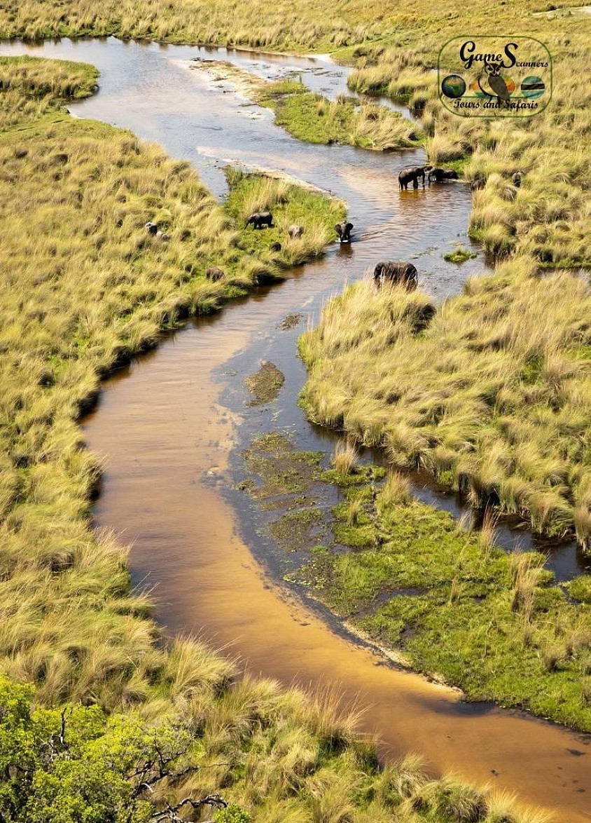 Beautiful hippo path viewed from above with elephants mosaic within the Okavango Delta