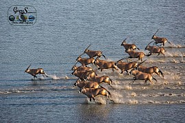 Gemsbok within the seasonal floodplains of Kalahari desert