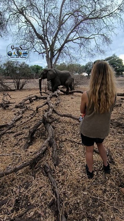 Intimacy with a bull elephant on foot