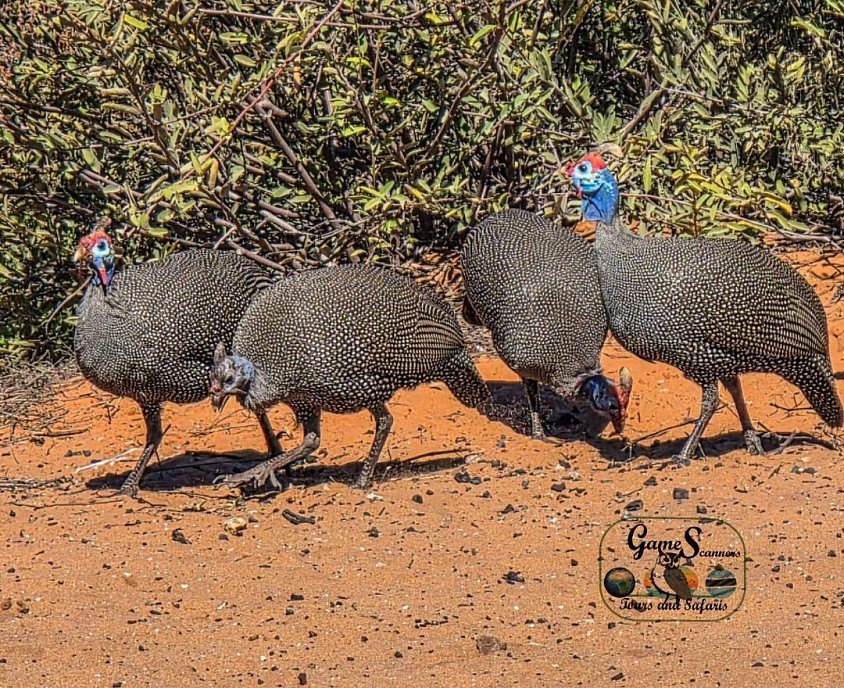 Harlmeted guniea fowls as our residents wild ground birds