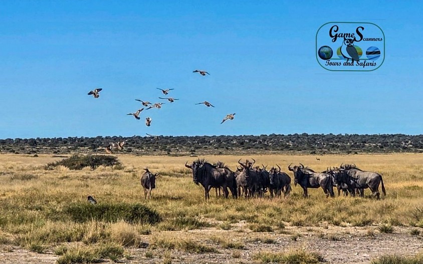 Wildbeast loves the open space of the kalahari plains