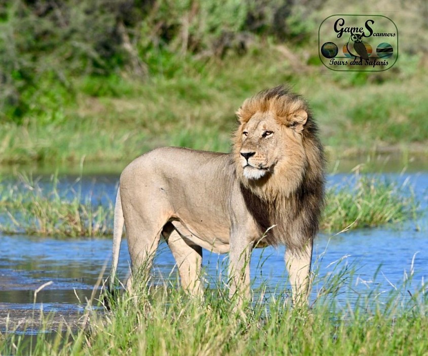 Swamp lion after a shallow water crossing in the Delta
