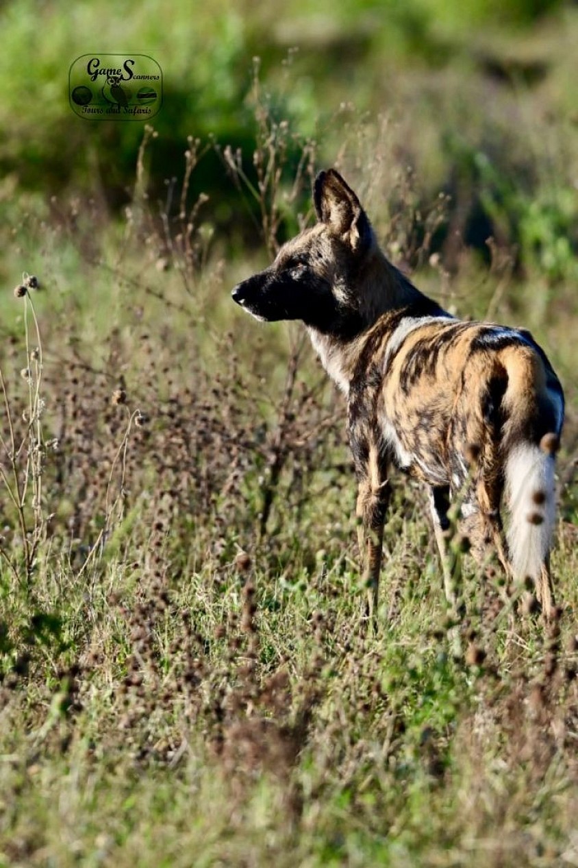 African painted dogs, day active hunters