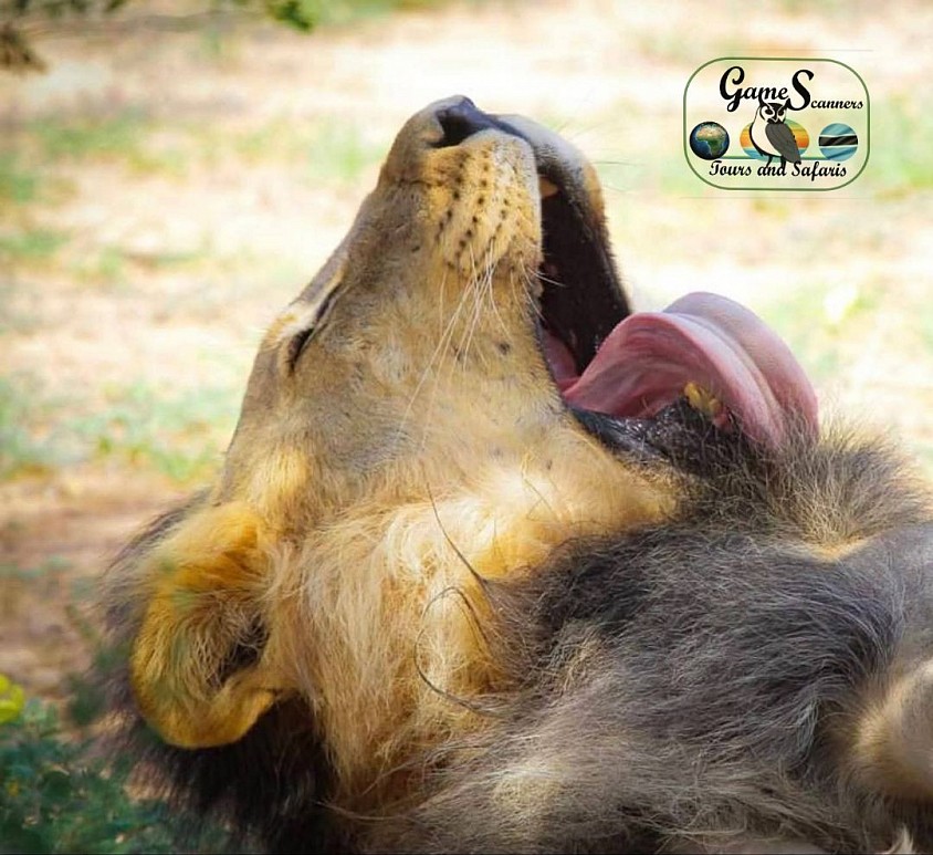 Wake up yawn after a long day rest