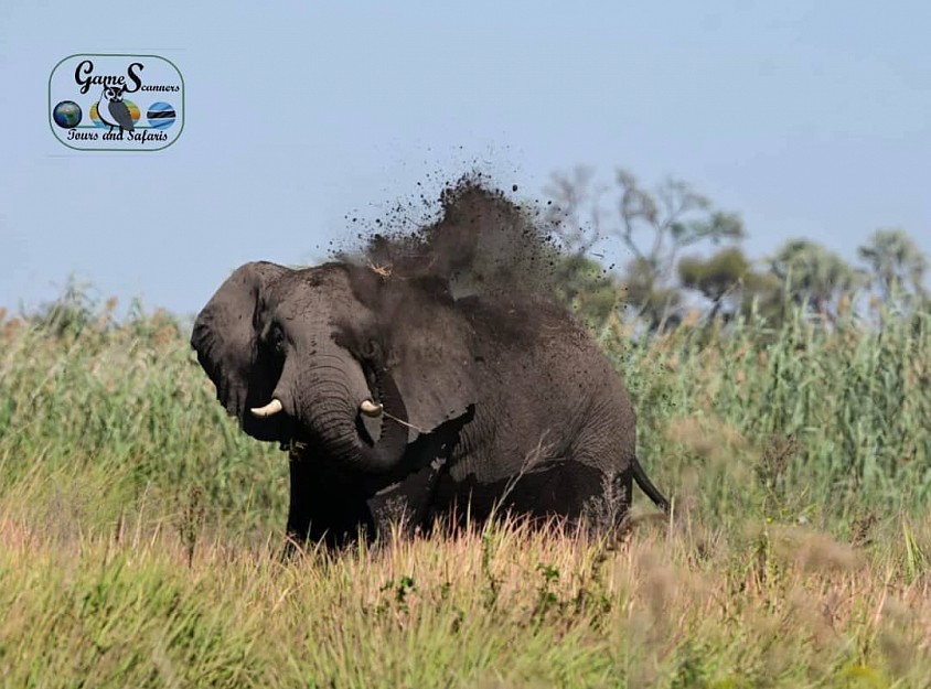 Big bull elephant on musth throwing dust soil as a mock charge