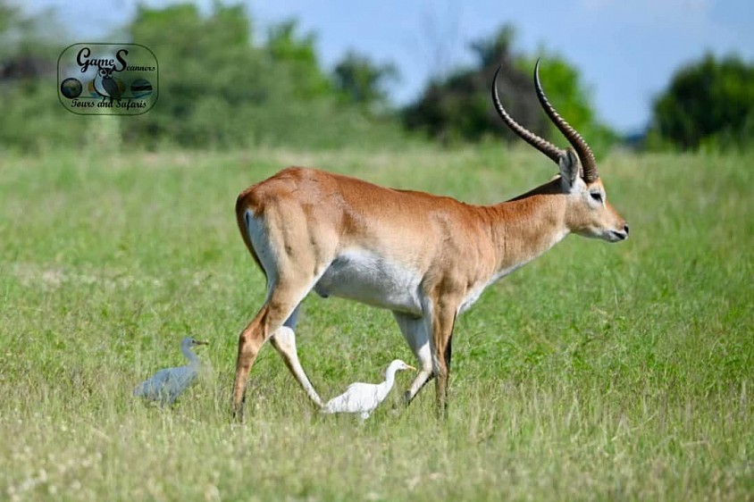 Semi-aquatic antelope(Red Lechwe)
