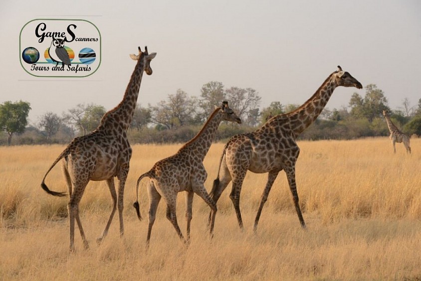Tower of the southern giraffes in the Khwai private concession
