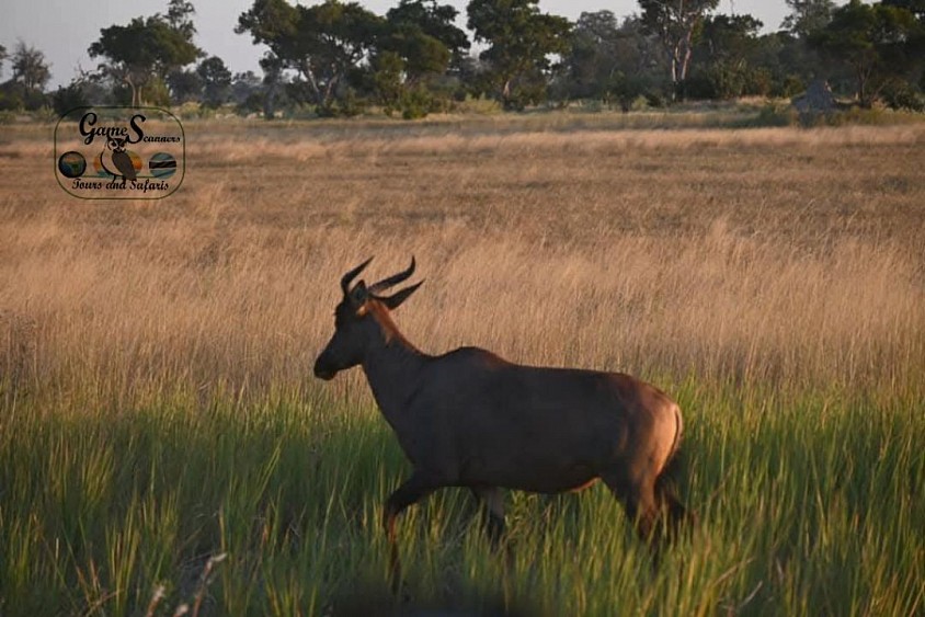 The kalahari fastest antelope in the southern African region