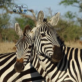 Natural jam in the Makgadikgadi pans