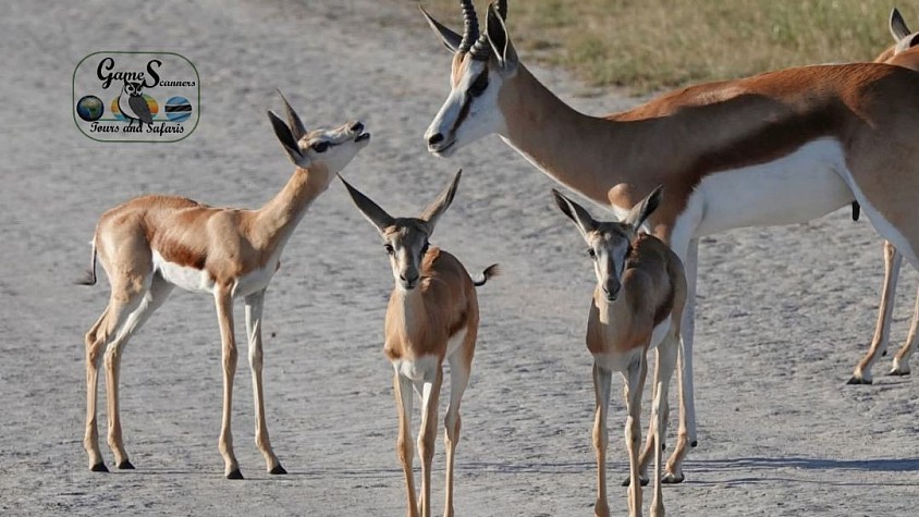Kalahari springbok