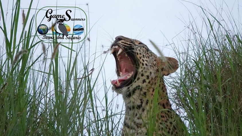 What a morning yawn....