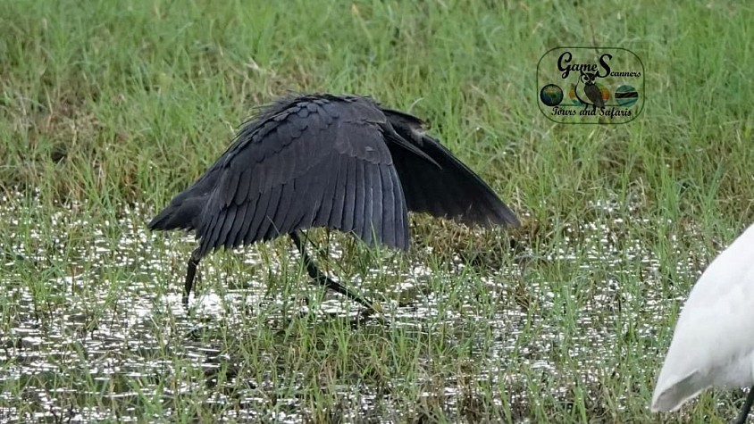 Black egret on umbrella trapping....
