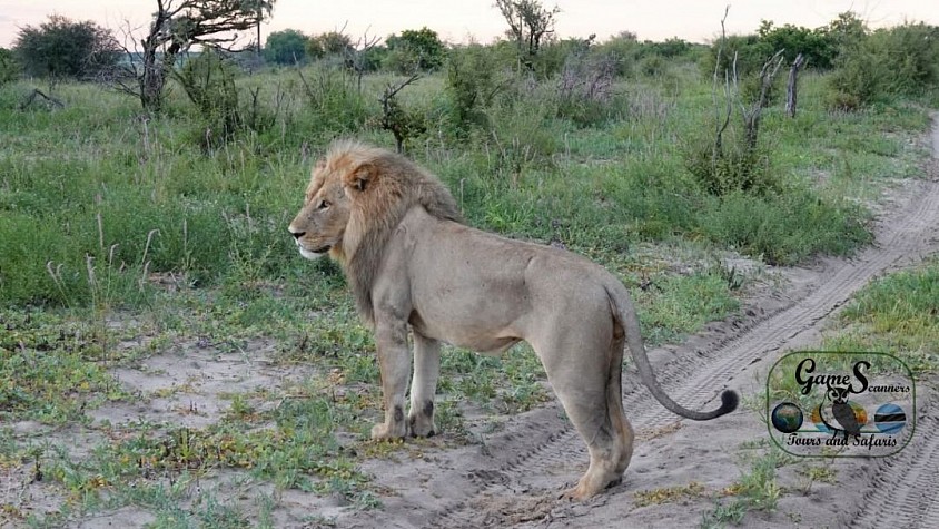 Blonde male lion in Moremi....