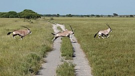 The Kalahari gemsbok at speed crossing...