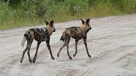 African painted wild dogs....