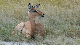 Blackback jackal residing the Khutse campsites