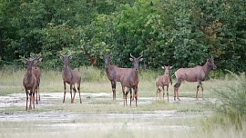 Juvenille batelear at sunday pan (CKGR)